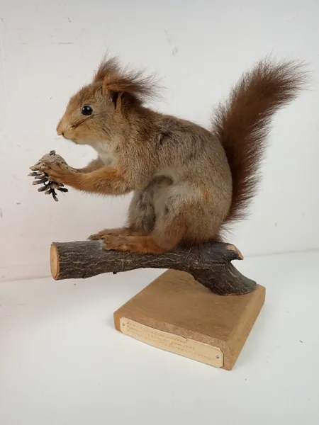 EKORRE taxidermi