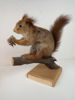 EKORRE taxidermi