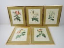 5 st TRYCK P. J Redoute, prints