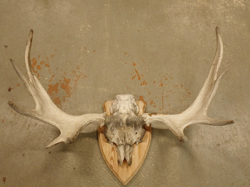 ÄLGHORN, väggmontage