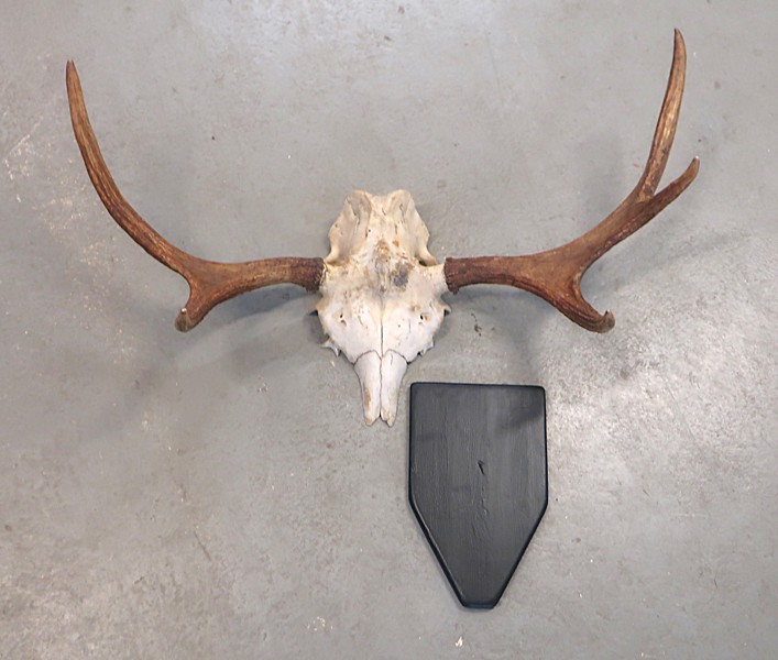 ÄLGHORN MED LÖS VÄGGPLATTA